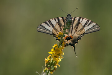 butterfly Iphiclides Podalirius in the early morning in a clearing among forest flowers