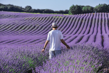 View of a man in a hat stroking the flowers while walking between the rows of his lavender crop at the morning light