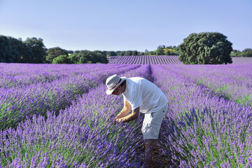 A man in a hat bends down to examine the maturity of the flowers in a lavender field in the morning...