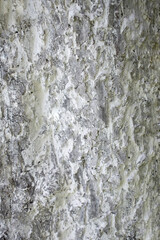 Obraz premium White light tree bark texture / old dry wood background with rings, fungus and moss 