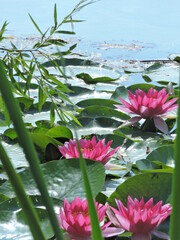 Lilie Wodne (Nenufary)  © Iwona