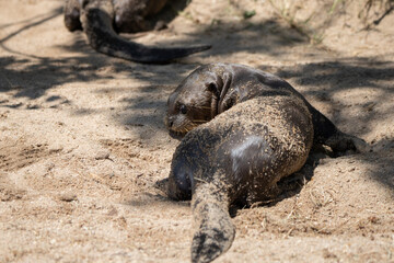 
Facial portrait of a baby otter lying on the sand sunbathing