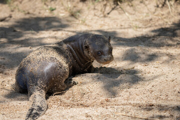 Young baby otter lying on the sand in the shadow