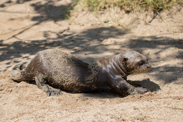 Fototapeta premium Young baby otter lying on the sand sunbathing