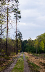 Footpath / way / path in the wild sunny forest / woods. Perspective view of the pathway with thres and bushes shadows. Blue sunny sky at the end