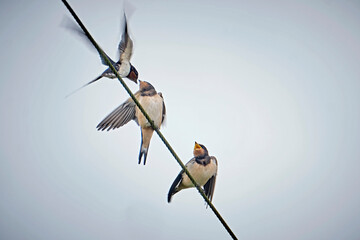 Junge Rauchschwalben ( Hirundo rustica ) bei der Fütterung. © Michael