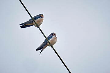 Junge Rauchschwalben ( Hirundo rustica ). © Michael