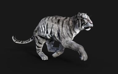 White Bengal tiger Isolated on Dark Background with Clipping Path. 3d Illustration.