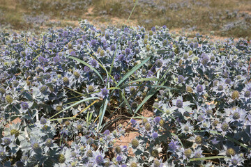 Sea Holly on the borders of the Fleetwood beach, Fleetwood, Lancashire, UK