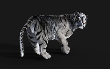 White Bengal tiger Isolated on Dark Background with Clipping Path. 3d Illustration.