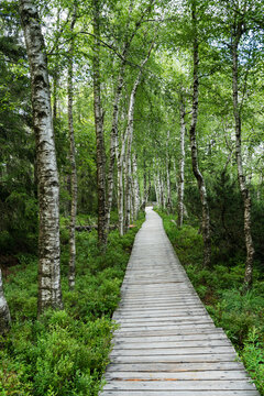 Bohlenweg am Wildsee auf dem Kaltenbronn