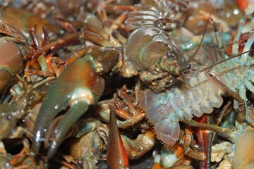 large quantity of soaked crayfish
