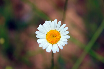 Obraz premium Flore margarita detalle