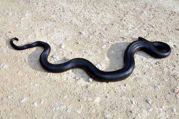 It looks dangerous, but the mole snake is rather harmless