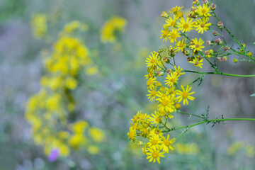 
Yellow wildflowers on blurred scenic background