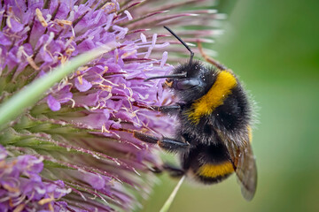 Dunkle Erdhummel ( Bombus terrestris ).