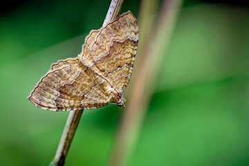 Ockergelber Blattspanner ( Camptogramma bilineata ).
