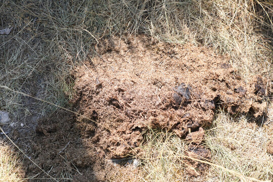 A pile of fresh horse manure on green grass.