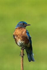 lilac breasted roller on a branch
