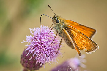 Braunkolbiger Braun-Dickkopffalter ( Thymelicus sylvestris ).