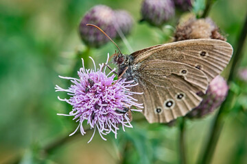 Brauner Waldvogel ( Aphantopus hyperantus ).