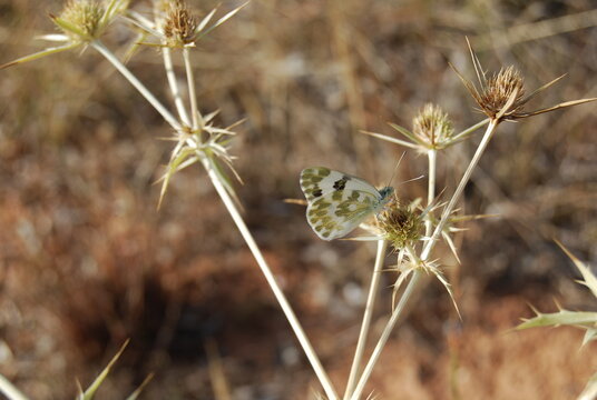 Bath White Butterfly, Pontia Daplidice