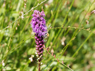 (Liatris spicata) Blütenstandes der Prachtscharte, magisch nektarpflanze von vielen Hummeln besucht
