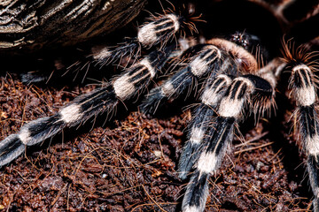 tarantula acanthoscurria geniculata in natural environment
