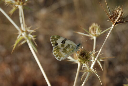 Bath White Butterfly, Pontia Daplidice