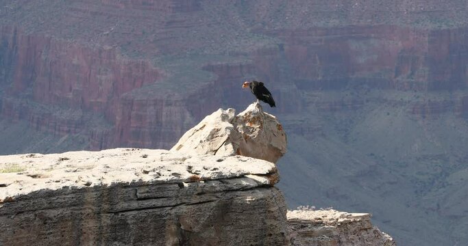 Grand Canyon tagged California Condor on steep ledge. Grand Canyon Arizona tourists beautiful dangerous cliff lookout. Home to endangered Condor birds Largest North American land bird.