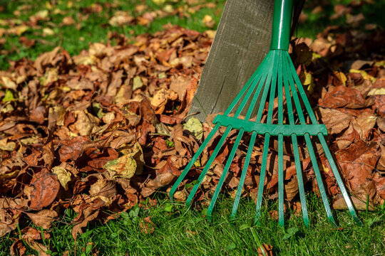 A metal green fan rake stands by a wooden post, and autumn leaves are scattered around on a lawn with green grass.