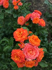 peach bunch of roses