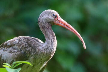 White Ibis
