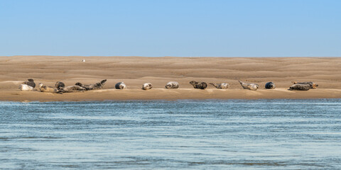 Les phoques en baie de Somme © Alonbou