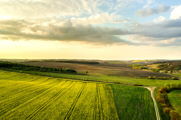 Fototapeta premium Aerial view of bright green agricultural farm field with growing rapeseed plants and cross country dirt road at sunset.