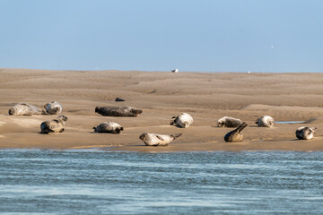 Les phoques en baie de Somme