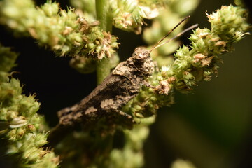 Grasshopper camouflage. Disguise among the plant.