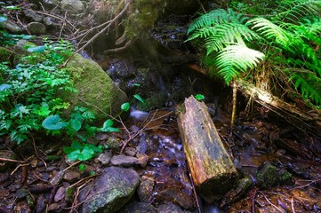 Forest stream flowing between rocks. Sunbeams penetrating the forest floor.