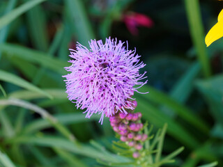 (Liatris spicata) Rosa Blütenstand an Stielen von Prachtscharte oder Ährige Prachtscharte 