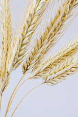 Yellow ears of rye on a white background. Ripening prickly ears of rye.