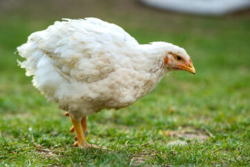 Hen feed on traditional rural barnyard. Close up of chicken standing on barn yard with green grass. Free range poultry farming concept.