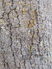 tree bark texture