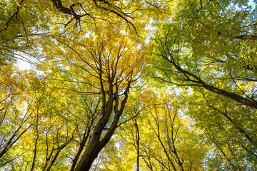 Perspective from down to up view of autumn forest with bright orange and yellow leaves. Dense woods with thick canopies in sunny fall weather.