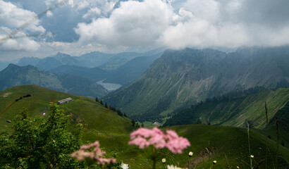 view from the top of Rochers de Naye with clouds in the sky and flowers in the foreground. in the swiss alps