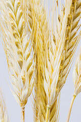 Yellow ears of rye on a white background. Ripening prickly ears of rye.