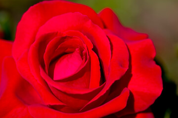 beautiful red rose in bloom