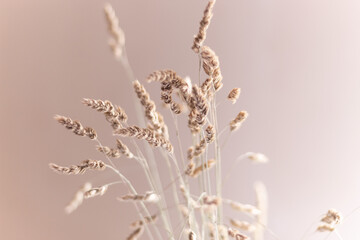 dried reed plant, natural background