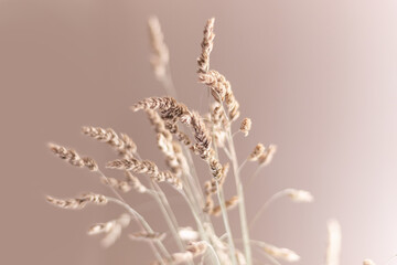 blurred reeds in the wind