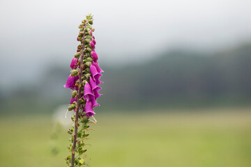 Wild plant found in the fields along the beaches of northern Portugal.
