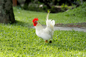 Beautiful white bantam chicken on the lawn.With face and eyes, bantam in a relaxed mood.The concept...